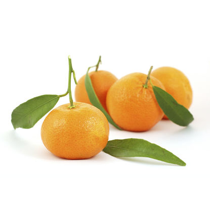 تصویر از نارنگی یافا درجه 1