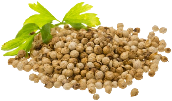 تصویر از گلریز تخم گشنیز درشت 50گرم